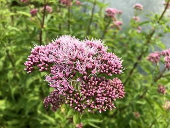 Close-up of pink flowering plant