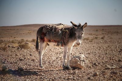 Horse standing on field against clear sky