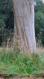 Tree trunk in forest