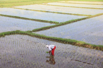 Lombok farmer 