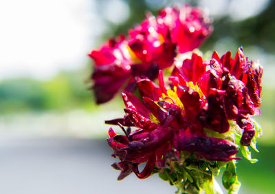 Close-up of red flowers