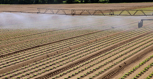 High angle view of agricultural field