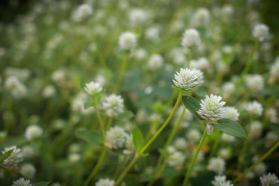 Close-up of flowering plant on field