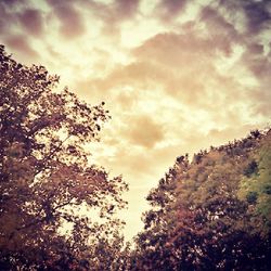 Low angle view of trees against cloudy sky