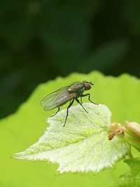 Close-up of damselfly perching on leaf