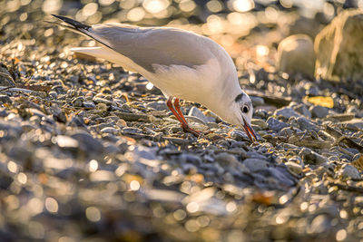 Close-up of seagull on beach