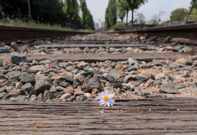 Close-up of white flower on railroad track