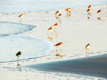 Close-up of seagulls flying over beach