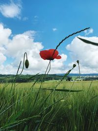 Close-up of red poppy on field against sky