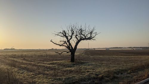 Bare tree on field against clear sky