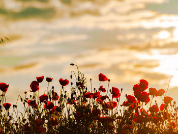 Close-up of red poppy flowers on field against sky