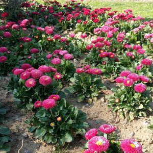 Pink flowers growing on plant