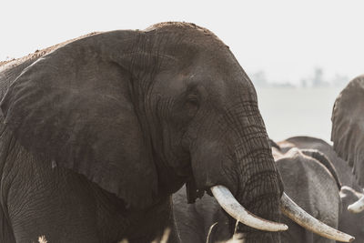 Close-up of elephant