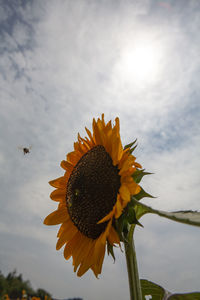 Close-up of honey bee on sunflower against sky