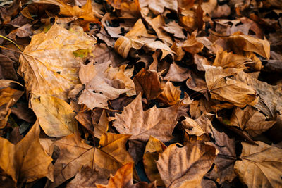 Full frame shot of dry leaves