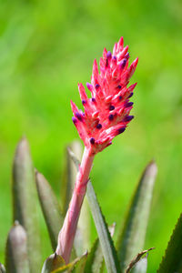 Close-up of pink flower