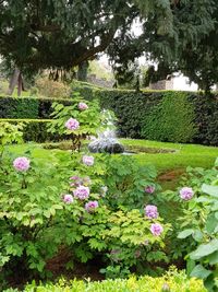 View of flowering plants in park