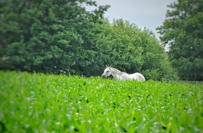 View of a dog on grassy field