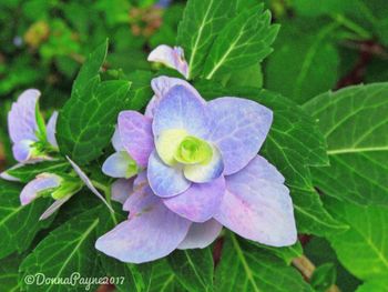 Close-up of flower blooming outdoors