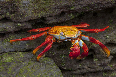 View of red crab in sea