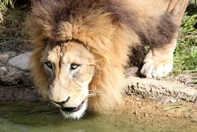 Full length of a cat drinking water