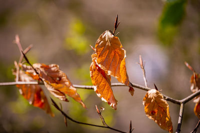 nature