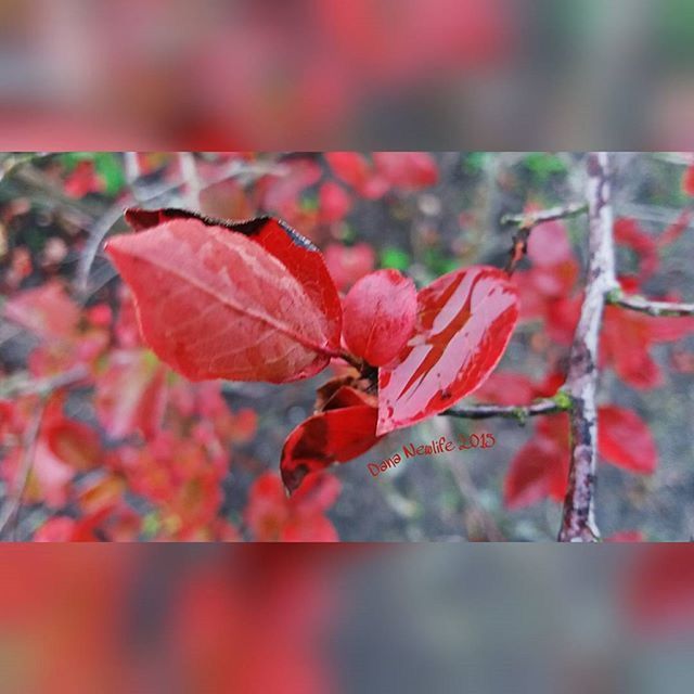 leaf, red, autumn, focus on foreground, change, close-up, nature, orange color, selective focus, leaf vein, season, fragility, dry, leaves, day, branch, outdoors, natural pattern, beauty in nature, no people