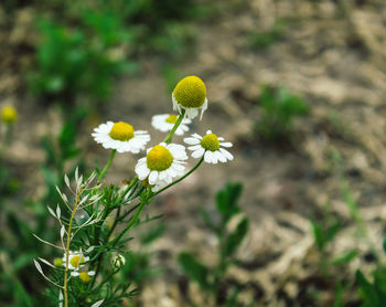 Close-up of yellow flowering plant on field