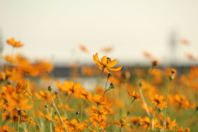 Close-up of yellow flowering plant on field against sky