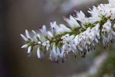 Close-up of white cherry blossom tree