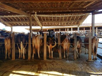 Cows standing in corridor