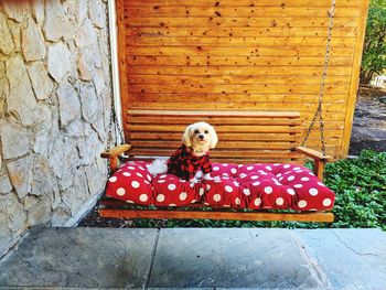 Portrait of dog sitting on wall