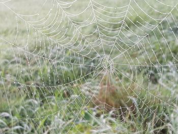 Close-up of wet spider web