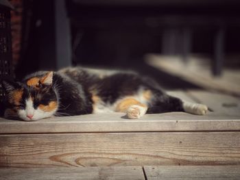 Cat sleeping on wood