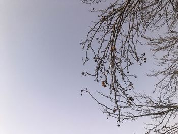 Low angle view of eagle flying against clear sky