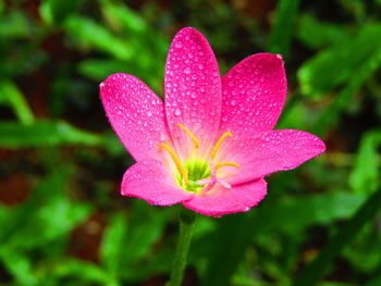 High angle view of wet pink flower growing outdoors