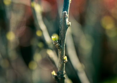 Close-up of frost on plant