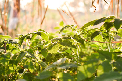 Close-up of plant growing on field