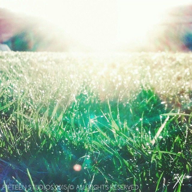 grass, field, growth, nature, sun, lens flare, tranquility, beauty in nature, grassy, sunlight, plant, landscape, sunbeam, tranquil scene, focus on foreground, blade of grass, green color, close-up, selective focus, scenics