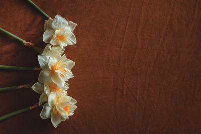 Close-up of white flowers on table