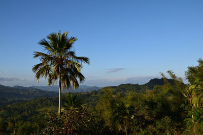 Palm trees against clear blue sky