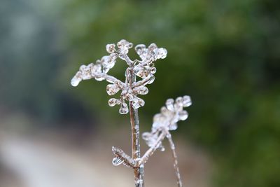 Close-up of frozen plant