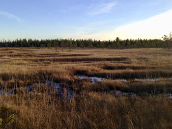 Scenic view of field against sky