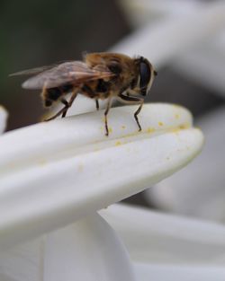 Close-up of insect