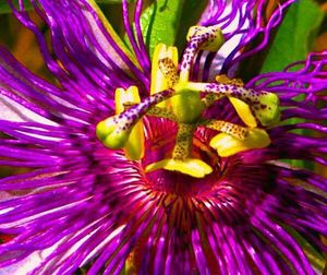 Close-up of purple flower