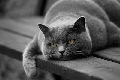 Close-up of cat