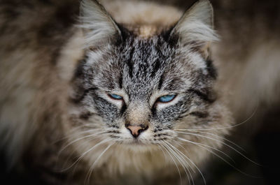 Close-up portrait of a cat