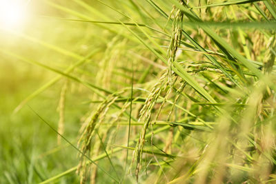 Close-up of crops growing on field