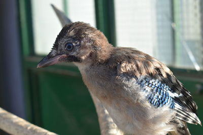 Close-up of a bird looking away