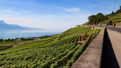 Scenic view of agricultural field against sky